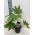 Fatsia Japonica
