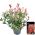 Photinia Plant