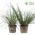 Stipa Plants