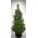 Abies Koreana