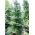 Abies Koreana