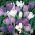 Crocus