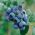 Blueberry Plants