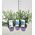 Blueberry plants