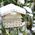 Bee Hive