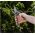 Secateurs