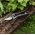 Secateurs