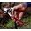 Felco 15 Secateurs