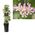 Pink Star Jasmine