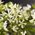 Trachelospermum Jasminoides