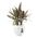 Plant Pot