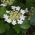 Guelder Rose Plants