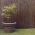 Willow Fencing / Screen