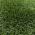 Artificial Grass