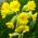 Cowslip Seeds
