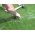 Artificial Grass Staples