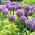 Allium Bulbs