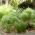 Stipa Plants