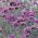 Verbena Plants