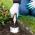 Garden Hand Trowel