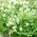 Philadelphus Plant