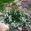 Potentilla Plants
