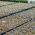 Vermiculite