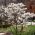 Magnolia Stellata Tree