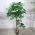 Artificial Fig Tree