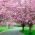 Cherry Blossom Tree