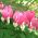 Dicentra Spectabilis