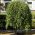 Dwarf Weeping Willow Tree