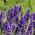 Lavender Plants