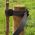 Wooden Tree Stakes