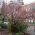 Viburnum Plant