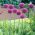 Allium Bulbs