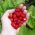 Alpine Strawberry Plants