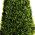 Artificial Boxwood Topiary