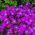 Aubrietia Bedding Plant