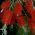 Bottlebrush Plant