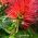 Bottlebrush Plant