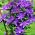 Clematis Climbing Plant