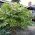 Fatsia Japonica Plant