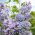 Lilac Tree