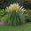 Pampas Grass Plants