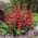 Penstemon Plants