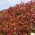 Photinia Plant