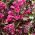 Weigela Plant