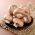Mushroom Growing Kit