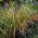 Stipa Plants